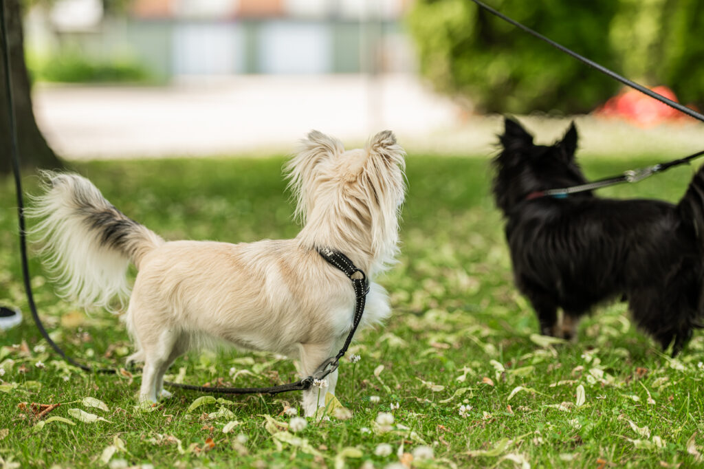 Chihuahua Ti-Ti-Uu ja Nipsu seisovat ulkona